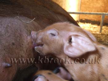 Oxford Sandy and Black Pig