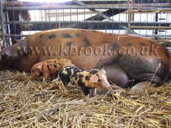 Oxford Sandy and Black Pig