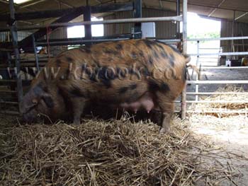 Oxford Sandy and Black Pig