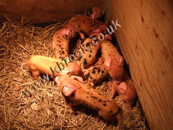 Oxford Sandy and Black Pig