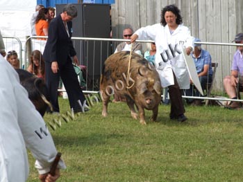 Oxford Sandy and Black Pig