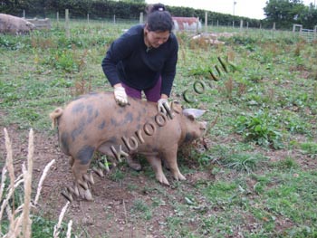 Oxford Sandy and Black Pig