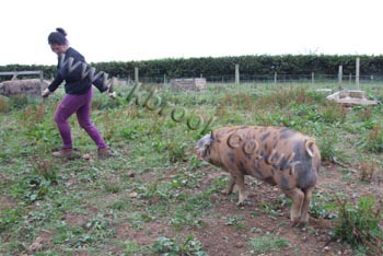 Oxford Sandy and Black Pig