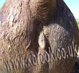 Oxford Sandy and Black Pig