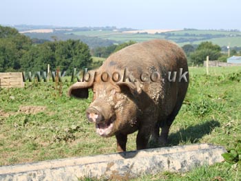 Oxford Sandy and Black Pig