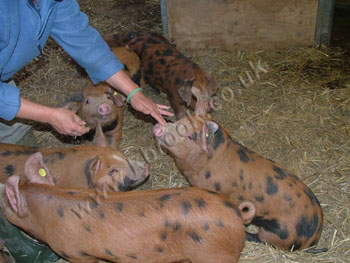 Oxford Sandy and Black Piglets