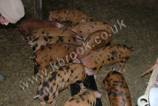 Oxford Sandy and Black Piglets