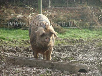 Oxford Sandy and Black Pig