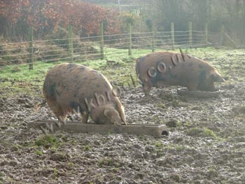 Oxford Sandy and Black Pig