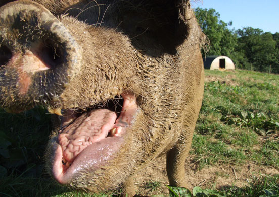 Oxford Sandy and Black Pigs