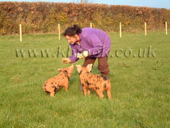 Oxford Sandy and Black Pig