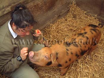 Oxford Sandy and Black Pig