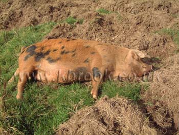 Oxford Sandy and Black Pig