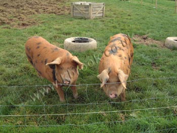 Oxford Sandy and Black Pigs