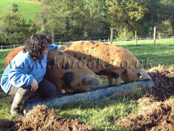 Oxford Sandy and Black Pig