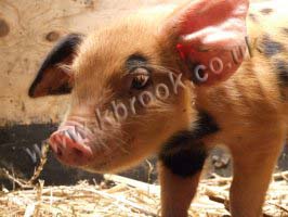 Oxford Sandy and Black Piglet