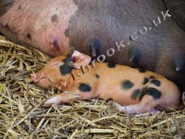 Oxford Sandy and Black Piglet