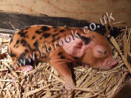 Oxford Sandy and Black Piglet