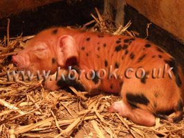 Oxford Sandy and Black Piglet