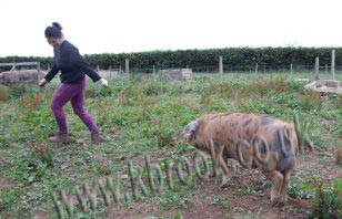 Oxford Sandy and Black Pig