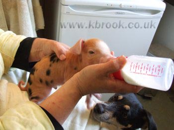 Bottle feeding Agatha an Oxford Sandy and Black Piglet