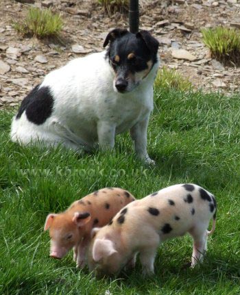 Agatha and Geoffrey Oxford Sandy and Black Piglets enjoying the sunshine