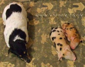 Geoffrey and Agatha Oxford Sandy and Black Piglets asleep by the Rayburn under the watchful of Molly