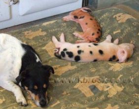 Geoffrey and Agatha Oxford Sandy and Black Piglets very cosy and asleep by the Rayburn