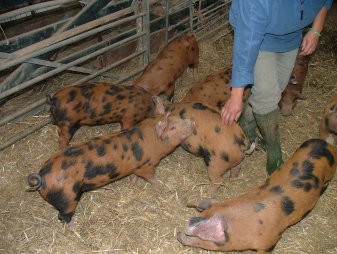 Oxford Sandy and Black Pigs