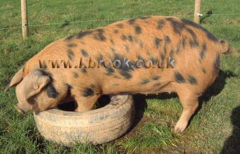 Inquisitive Oxford and Sandy Black Pig