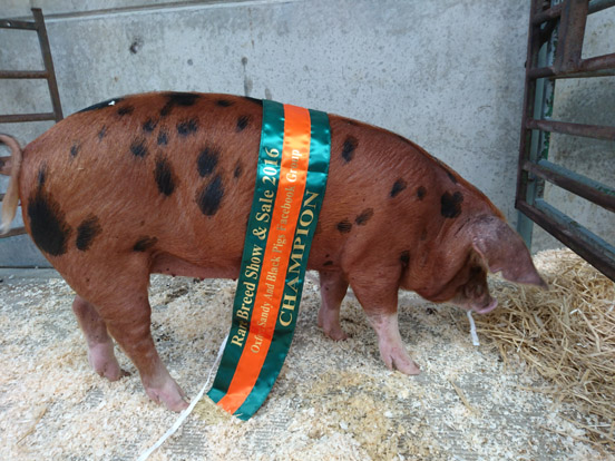 Oxford Sandy and Black Pig Champion Gilt