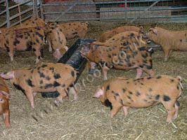 Oxford Sandy and Black Piglets