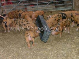 Oxford Sandy and Black Piglets